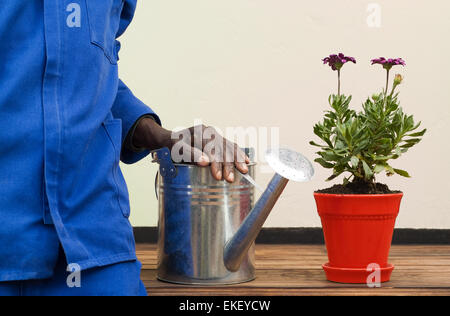 Acciaio inossidabile Annaffiatoio in piedi accanto al rosso Potplant Foto Stock