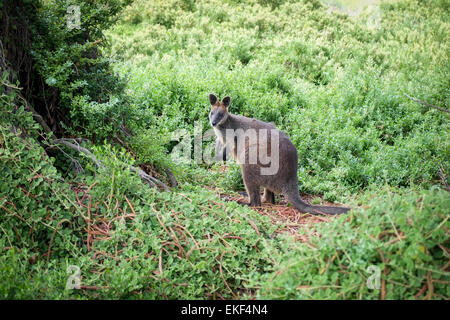 Una palude Wallaby sull isola Grifftiths, Port Fairy, sul lato occidentale del Victoria's Great Ocean Road Foto Stock