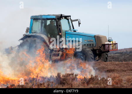 Il trattore viene impiegato per il taglio di un fuoco pausa durante la controllata Heather brucia in North Pennines England Regno Unito Foto Stock