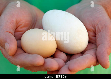 Uova. Oche e galline. Foto Stock