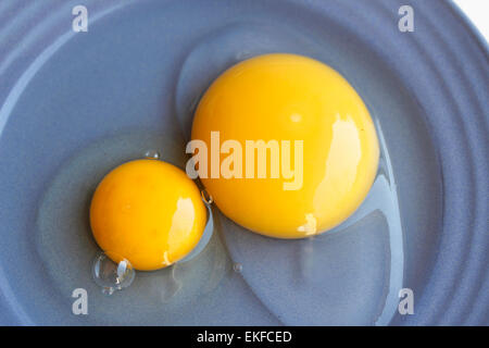 Uova. Oche e galline. Foto Stock