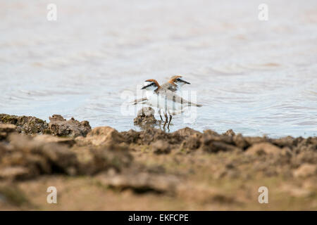 Red-capped plover Charadrius ruficapillus o rosso-capped Cully, Queensland Australia Foto Stock