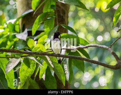 Viola maschio supportato starling Cinnyricinclus leucogaster Foto Stock