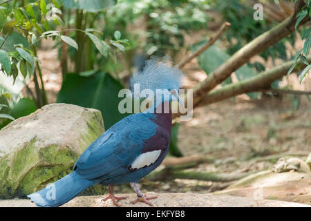 Southern incoronato pigeon Goura scheepmakeri o Scheepmakers incoronato pigeon Foto Stock