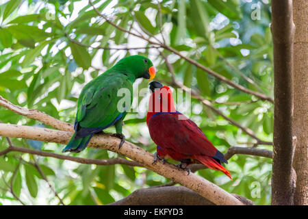 Maschio e femmina pappagallo eclectus roratus Eclectus Foto Stock