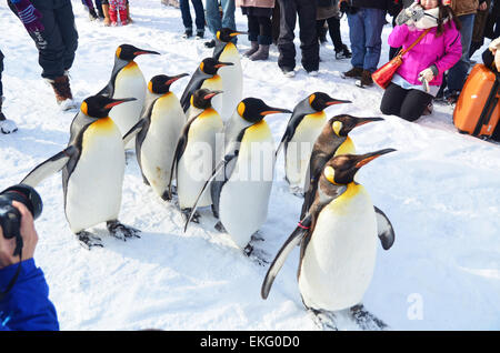 Zattera di Pinguini camminare tra i turisti in Asahiyama Zoo Foto Stock