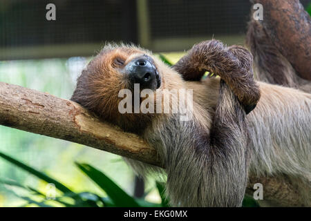 Due dita bradipo a Singapore Zoo Choloepus didactylus Foto Stock