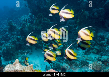 Scuola di mare rosso bannerfish (Heniochus intermedius). Endemica. Egitto, Mar Rosso. Foto Stock