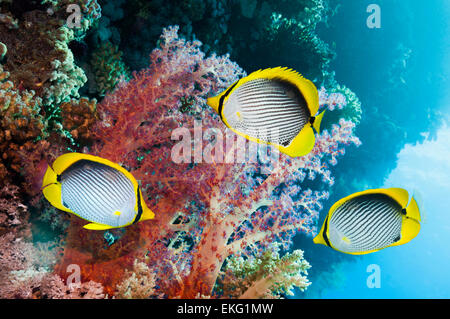 Blackbacked butterflyfish [Chaetodon melannotus] nuoto passato soft coral [Dendronephthya sp.]. Egitto, Mar Rosso. Foto Stock