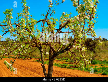 Un albero ciliegio in fiore in un campo coltivato Foto Stock