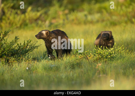 Due dei ghiottoni in una foresta finlandese Foto Stock