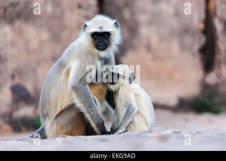 Nero-fronte di scimmia (aka Indian Langur o Langur grigio) (Semnopithecus entellus) con baby, Ranthambore Fort, Rajasthan, India Foto Stock