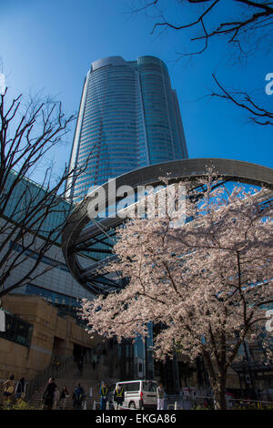 Fiore di Ciliegio,Roppongi Hills,Minato-Ku,Tokyo Giappone Foto Stock