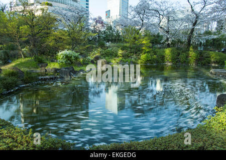 Fiore di Ciliegio,Mori giardino,Roppongi Hills,Minato-Ku,Tokyo Giappone Foto Stock