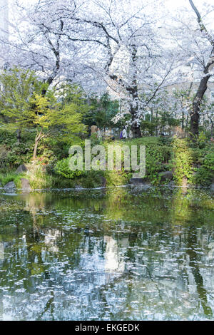 Fiore di Ciliegio,Mori giardino,Roppongi Hills,Minato-Ku,Tokyo Giappone Foto Stock