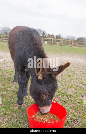 Alfie è un po' dispiaciuto per se stesso dopo essere stato castrato ieri, tuttavia puledro Farm Animal rescue center a gradini per arrestare Alfie vengano venduti al mercato. Foto Stock