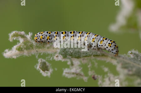 Mullein moth caterpillar, alimentazione su una foglia Foto Stock