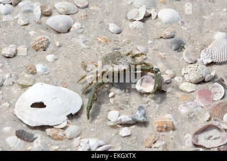 Il Granchio morto sulla spiaggia e conchiglie di mare Foto Stock