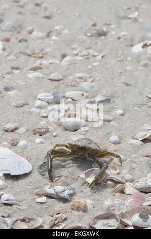 Il Granchio morto sulla spiaggia e conchiglie di mare Foto Stock
