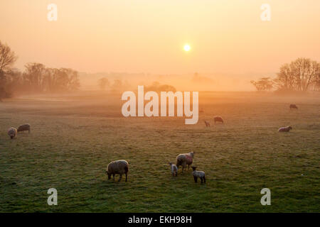 Arancione bagliore su un mido terreno agricolo, e gelido prato, come Pecore e agnelli stanno alimentando al sole del mattino, un aprile british campagna pastorale scena a Leyburn, Wensleydale, North Yorkshire Moors UK Weather. Inizia la giornata con un'atmosfera vivace e vivace sui paesaggi del paese agricolo di Middleham al tramonto. Foto Stock