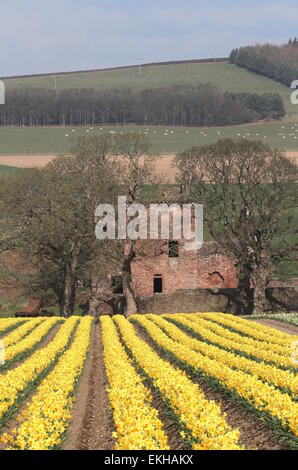 Castello edzell in primavera con i narcisi scozia aprile 2015 Foto Stock