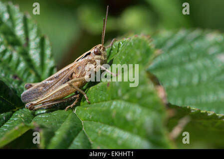 Ritratto di un marrone grasshopper appoggiata su una foglia al sole in un prato in Cumbria, Inghilterra Foto Stock