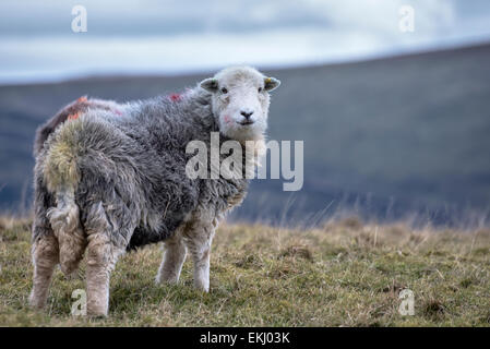 Close up di un Herdwick pecore al pascolo su di una collina nel distretto del lago, in Inghilterra in inverno davanti a una grande collina. Foto Stock