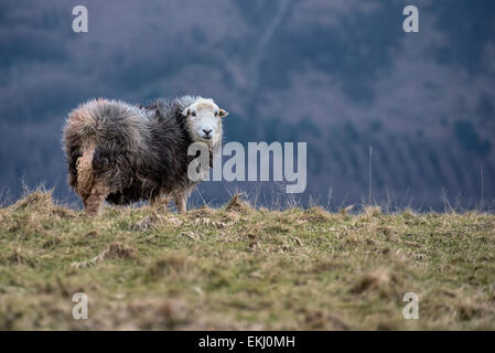 Herdwick pecore al pascolo su di una collina nel distretto del lago, in Inghilterra in inverno davanti a una grande collina. Foto Stock