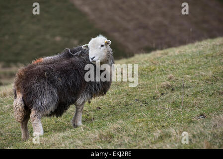 Un nero herdwick pecora su una collina in inverno, nel distretto del lago, Inghilterra Foto Stock