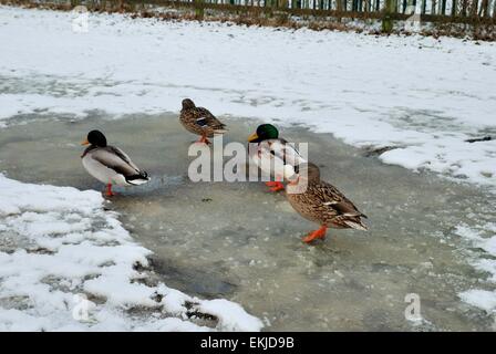 Mallard anatre su ghiaccio e neve in inverno, Regno Unito Foto Stock