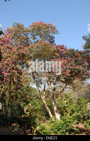 Estate precoce fioritura di rododendri e azalee a Langley Park Country Park, Buckinghamshire Foto Stock