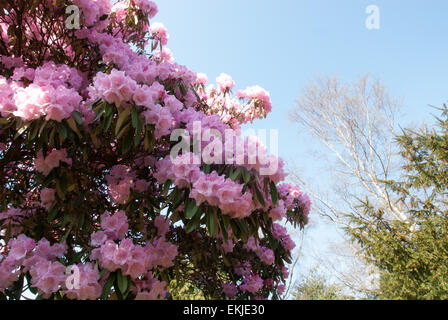 Estate precoce fioritura di rododendri e azalee a Langley Park Country Park, Buckinghamshire Foto Stock