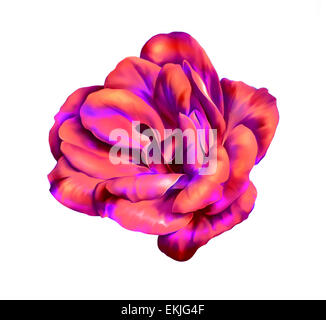 Bellissime Rose Camellia Flower isolati su sfondo bianco Foto Stock