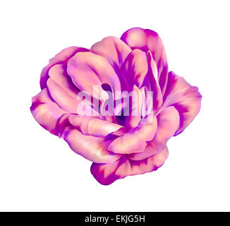 Bellissime Rose Camellia Flower isolati su sfondo bianco Foto Stock