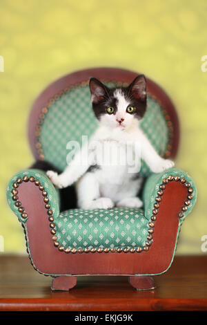 Bianco e Nero gattino seduto su una sedia Foto Stock