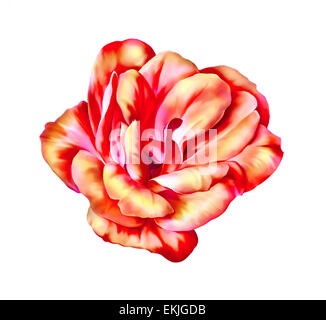 Bellissime Rose Camellia Flower isolati su sfondo bianco Foto Stock