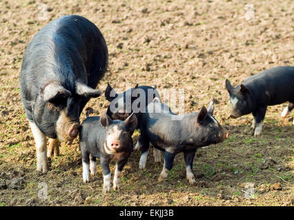 Il nero di suini domestici in campo libero alla zootecnia su una fattoria biologica Inghilterra UK Europa Foto Stock