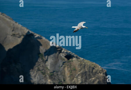 Seagull in volo su scogliere di Cape Espichel, Sesimbra, Portogallo Foto Stock