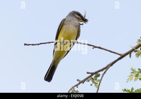 Un Western Kingbird adulto (Tyrannus verticalis) un flycatcher appollaiato sulla quercia ramo con un dragon-fly catture Foto Stock