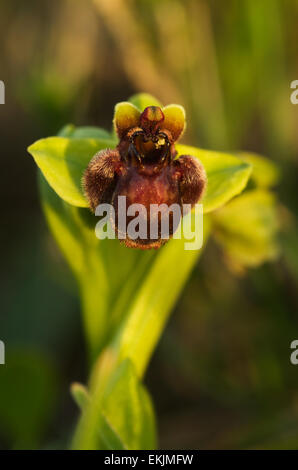 Bumblebee Wild Orchid - Ophrys bombyliflora Foto Stock