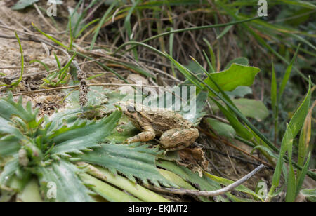 Dipinto di rana, Mediterraneo Rana dipinta, Discoglossus pictus, dalle isole maltesi, sull'erba verde. Foto Stock