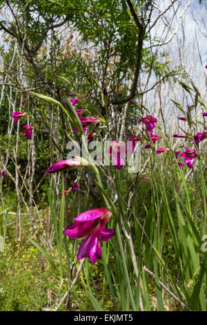 Spada comune-lily, Gladiolus italicus, un fiore selvatico dalla costa di Malta, Mare Mediterraneo regione. Foto Stock