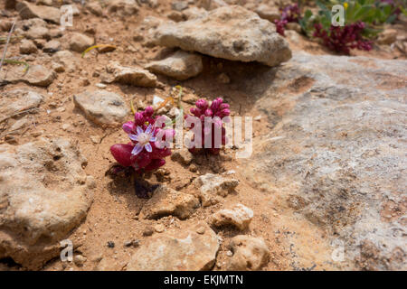 Azure stonecrop, Sedum caeruleum, dalla spiaggia rocciosa delle isole maltesi. Foto Stock