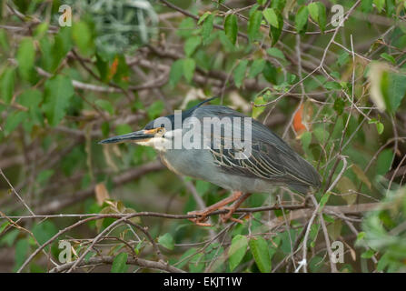 Verde-backed heron arroccato su arto Foto Stock