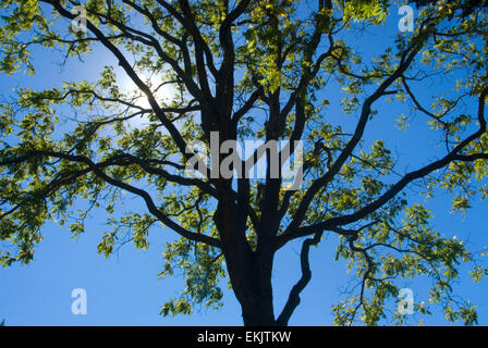 Albero di noce, Firenze Griswold Museum, Connecticut Foto Stock