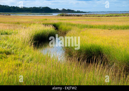 Acqua di sale palude, granaio Island Wildlife Management Area, Connecticut Foto Stock