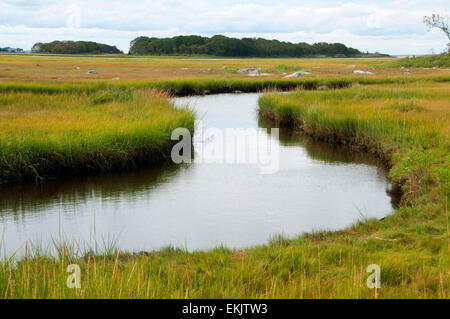 Acqua di sale palude, granaio Island Wildlife Management Area, Connecticut Foto Stock