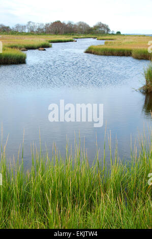 Acqua di sale palude, granaio Island Wildlife Management Area, Connecticut Foto Stock