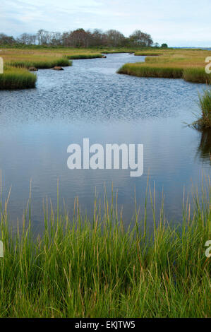 Acqua di sale palude, granaio Island Wildlife Management Area, Connecticut Foto Stock