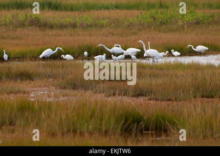 Garzette in acqua salata marsh, granaio Island Wildlife Management Area, Connecticut Foto Stock